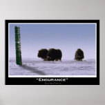 "ENDURANCE" Musk Oxen & Totem Pole Art  Poster