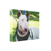English bull terrier gallery wrap canvas