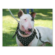 English bull terrier photograph