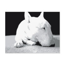 English Bull Terrier, Pop Art Print Postcards