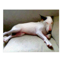 English Bull Terrier Post Card