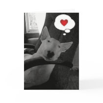 english bull terrier valentine greeting cards