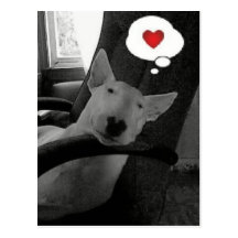 english bull terrier valentine postcards