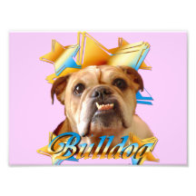 English bulldodg photo