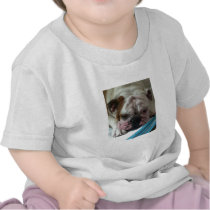 English Bulldog