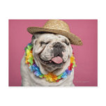English Bulldog (18 months old) wearing a straw Postcards
