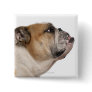 English Bulldog (6 years old) Pinback Button
