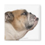 English Bulldog (6 years old) Magnets