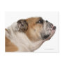 English Bulldog (6 years old) Postcards