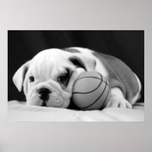 English Bulldog Basketball Puppy Poster
