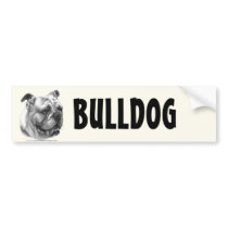 English Bulldog