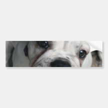 English Bulldog Bumper Sticker