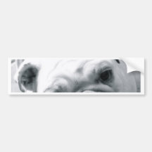 English Bulldog Bumper Stickers