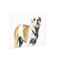 English bulldog stretched canvas print