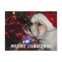 English Bulldog Christmas Post Card