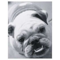 English Bulldog Custom Flyer