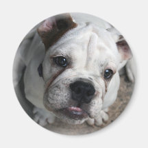 English Bulldog Magnet