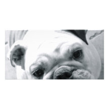 English Bulldog Photo Greeting Card