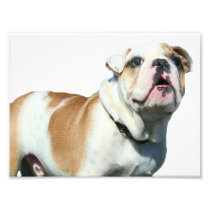 English bulldog photo print