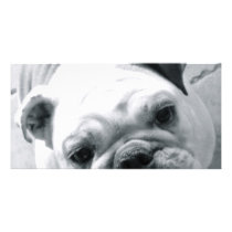 English Bulldog Photo Greeting Card