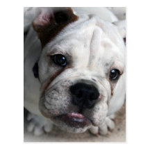 English Bulldog Postcard