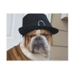 English Bulldog Postcard Post Card