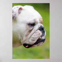 English Bulldog Posters