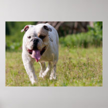 English Bulldog Poster