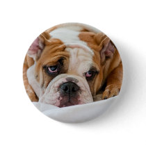 English bulldog puppy pinback buttons