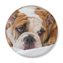 English bulldog puppy fridge magnet