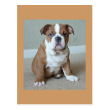 English Bulldog Puppy Postcard Post Card