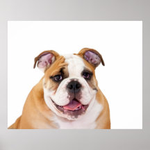 English Bulldog Puppy Poster