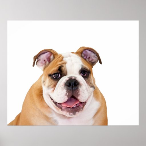 Puppy Posters, Puppy Wall Art