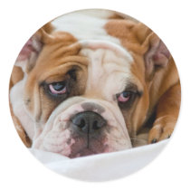 English bulldog puppy round stickers
