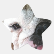 English Bulldog Puppy Sticker