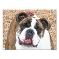 English bulldogphoto print