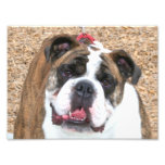 English bulldogphoto print