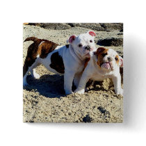 English Bulldogs Puppy Love! Pinback Button
