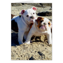 English Bulldogs Puppy Love! Cards