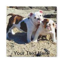 English Bulldogs Puppy Love! Fridge Magnet