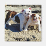 English Bulldogs Puppy Love! Magnets