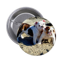 English Bulldogs Puppy Love! Pinback Button