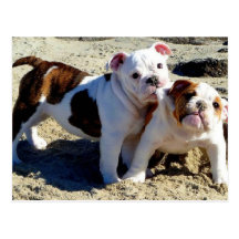 English Bulldogs Puppy Love! Post Cards