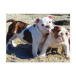 English Bulldogs Puppy Love! Post Cards
