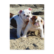 English Bulldogs Puppy Love! Post Cards