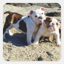 English Bulldogs Puppy Love! Square Stickers