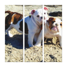 English Bulldogs Puppy Love Wrapped Canvas Canvas Prints