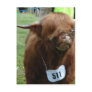 English Cows Postcards