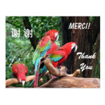 English/French/Chinese thank you card Post Card