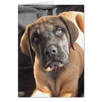 English Mastiff Puppy notecard cards